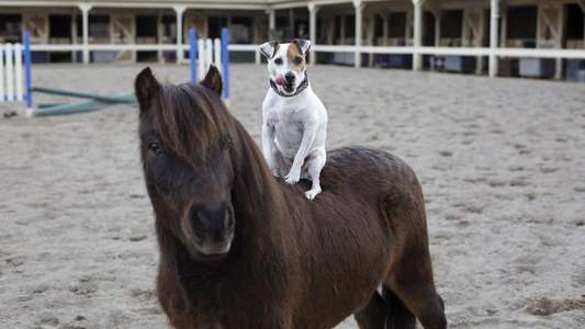 Adventures of Dally & Spanky - Backdrop