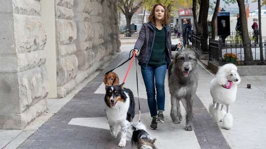 A Dog's Journey - Backdrop