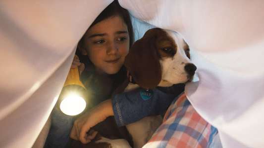 A Dog's Journey - Backdrop