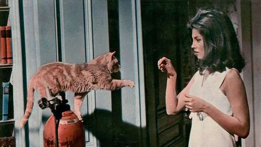 Eye of the Cat - Backdrop