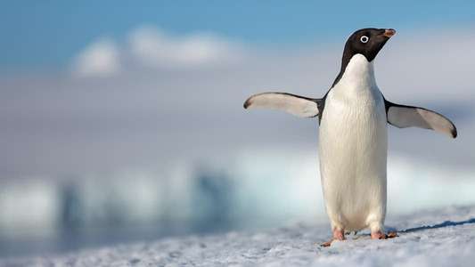 Penguins - Backdrops