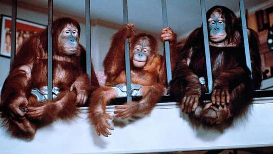 Going Ape! - Backdrops