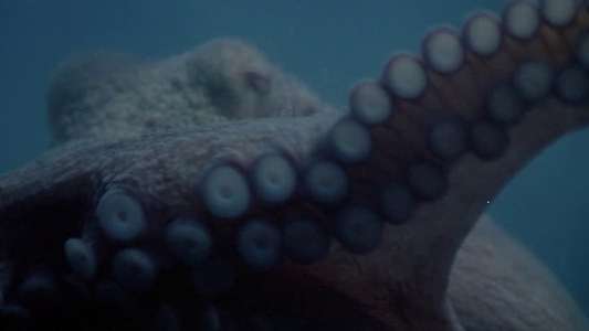 Tentacles - Backdrop