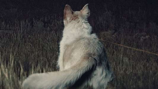 It Comes at Night - Backdrop