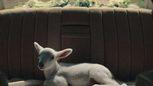 Stray Sheep - Backdrop