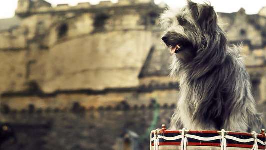 Greyfriars Bobby: The True Story of a Dog - Backdrop