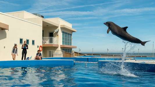 Bernie the Dolphin - Backdrop
