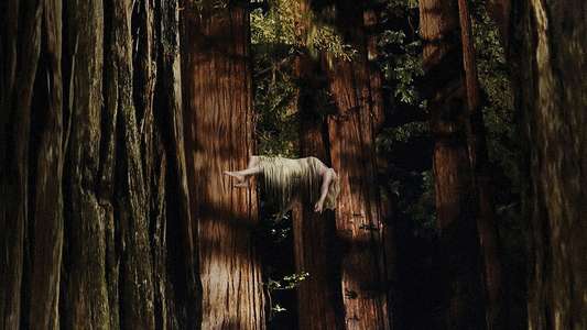 Woodshock - Backdrop