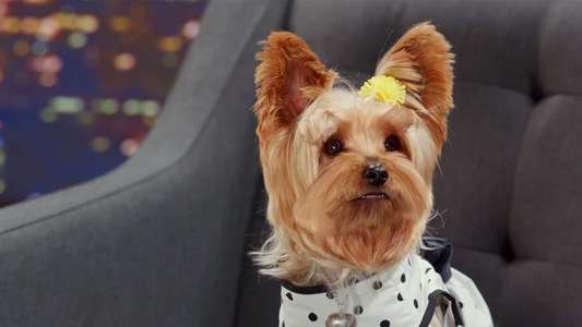Pup Star: Better 2Gether - Backdrop