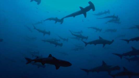 Sharkwater: Extinction - Backdrop
