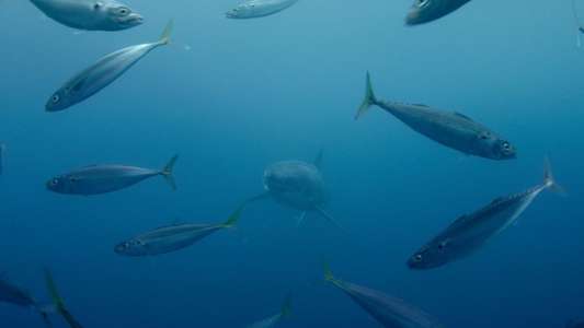 Sharkwater: Extinction - Backdrop
