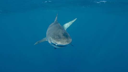 Sharkwater: Extinction - Backdrop