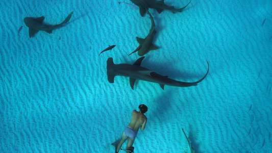 Sharkwater: Extinction - Backdrop