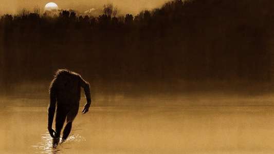 The Legend of Boggy Creek - Backdrop