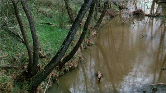 The Legend of Boggy Creek - Backdrop