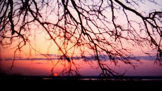 The Legend of Boggy Creek - Backdrop