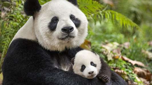 Born in China - Backdrops