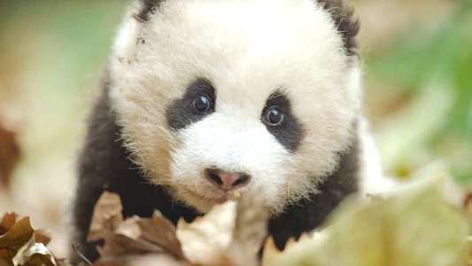 Born in China - Backdrops