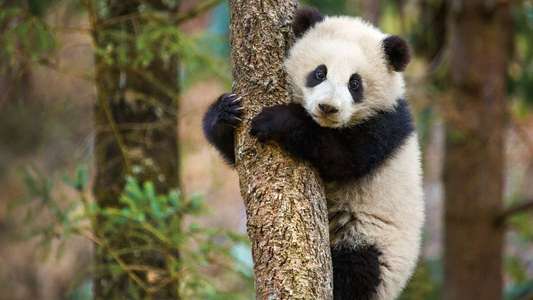 Born in China - Backdrops