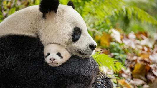 Born in China - Backdrops