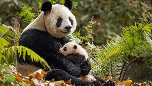 Born in China - Backdrops