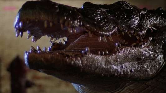 Alligator - Backdrop