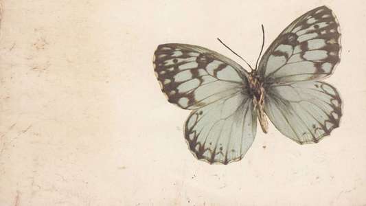 Papillon - Backdrop