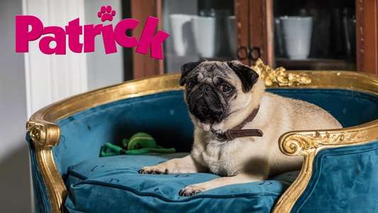 Patrick - Backdrop
