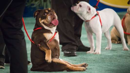 The 2018 American Rescue Dog Show - Backdrop