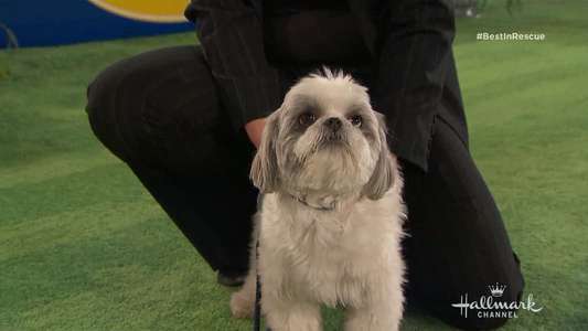 The 2018 American Rescue Dog Show - Backdrop