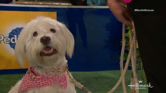The 2018 American Rescue Dog Show - Backdrop