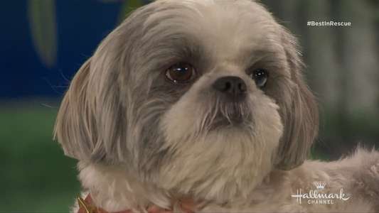 The 2018 American Rescue Dog Show - Backdrop