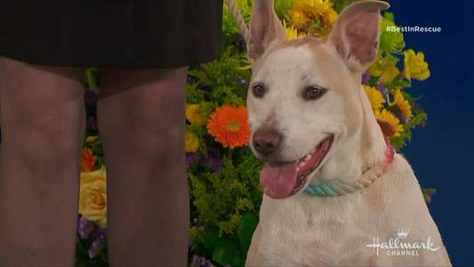 The 2018 American Rescue Dog Show - Backdrop