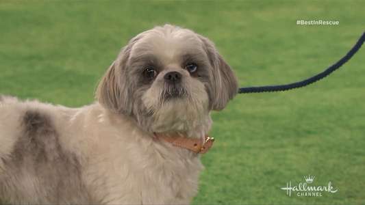 The 2018 American Rescue Dog Show - Backdrop