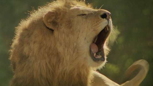Roar - Backdrop