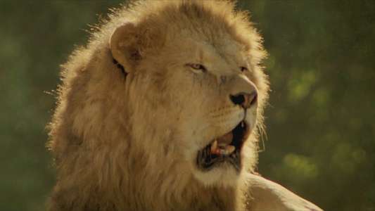 Roar - Backdrop