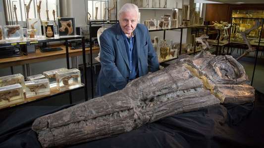 Attenborough and the Sea Dragon - Backdrop
