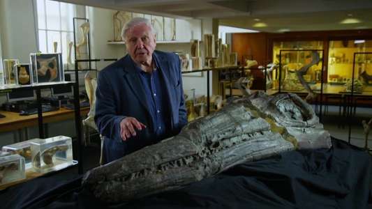 Attenborough and the Sea Dragon - Backdrop