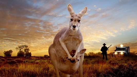 Kangaroo: A Love-Hate Story - Backdrop