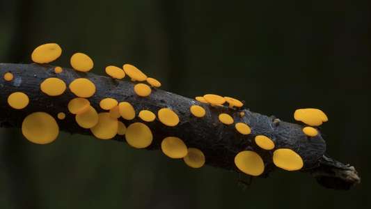 The Kingdom: How Fungi Made Our World - Backdrops