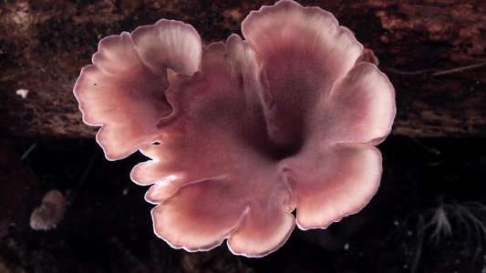 The Kingdom: How Fungi Made Our World - Backdrops