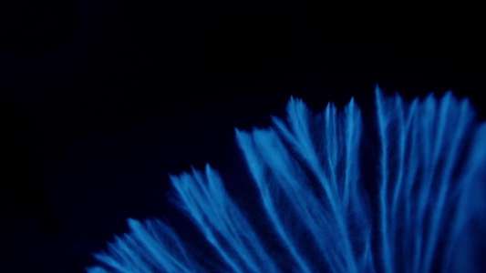 The Kingdom: How Fungi Made Our World - Backdrops