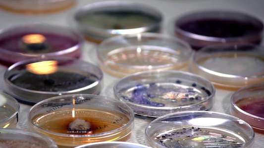 The Kingdom: How Fungi Made Our World - Backdrops