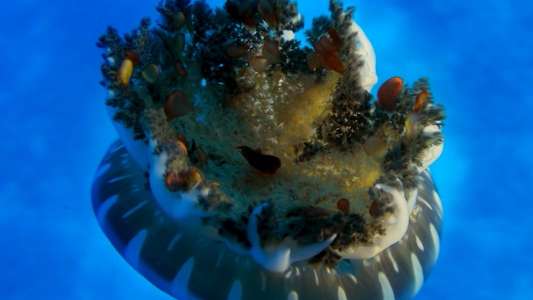 Wonders of the Sea 3D - Backdrops
