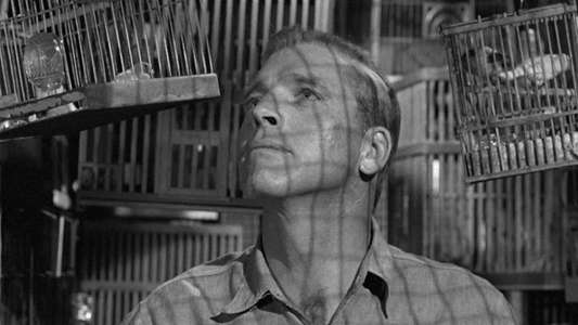 Birdman of Alcatraz - Backdrop