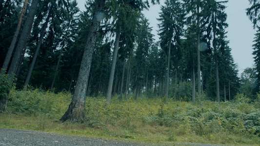 Redwood - Backdrop