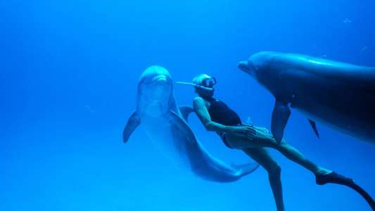 Dolphin Man - Backdrop