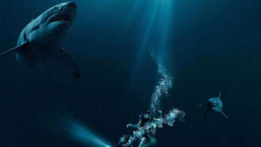 47 Meters Down - Backdrop