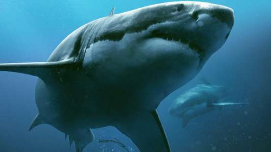 47 Meters Down - Backdrop