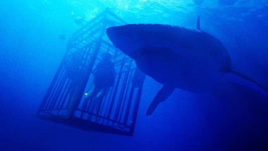 47 Meters Down - Backdrop